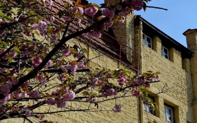 “SAKURA ZENSEN” – КОГА ЌЕ РАСЦВЕТААТ ЈАПОНСКИТЕ ЦРЕШИ ВО СКОПЈЕ